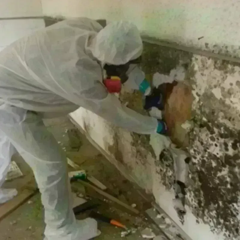 Mold Remediation and Removal in Rome, WI